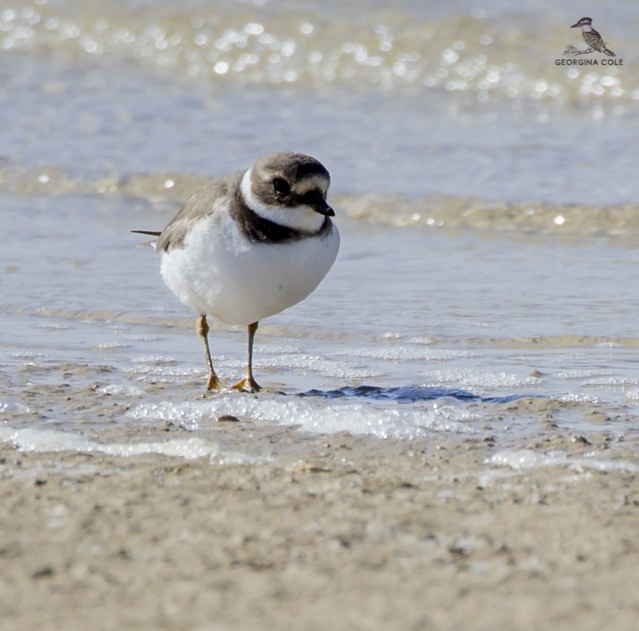 Common Ringed Plover - ML406747171