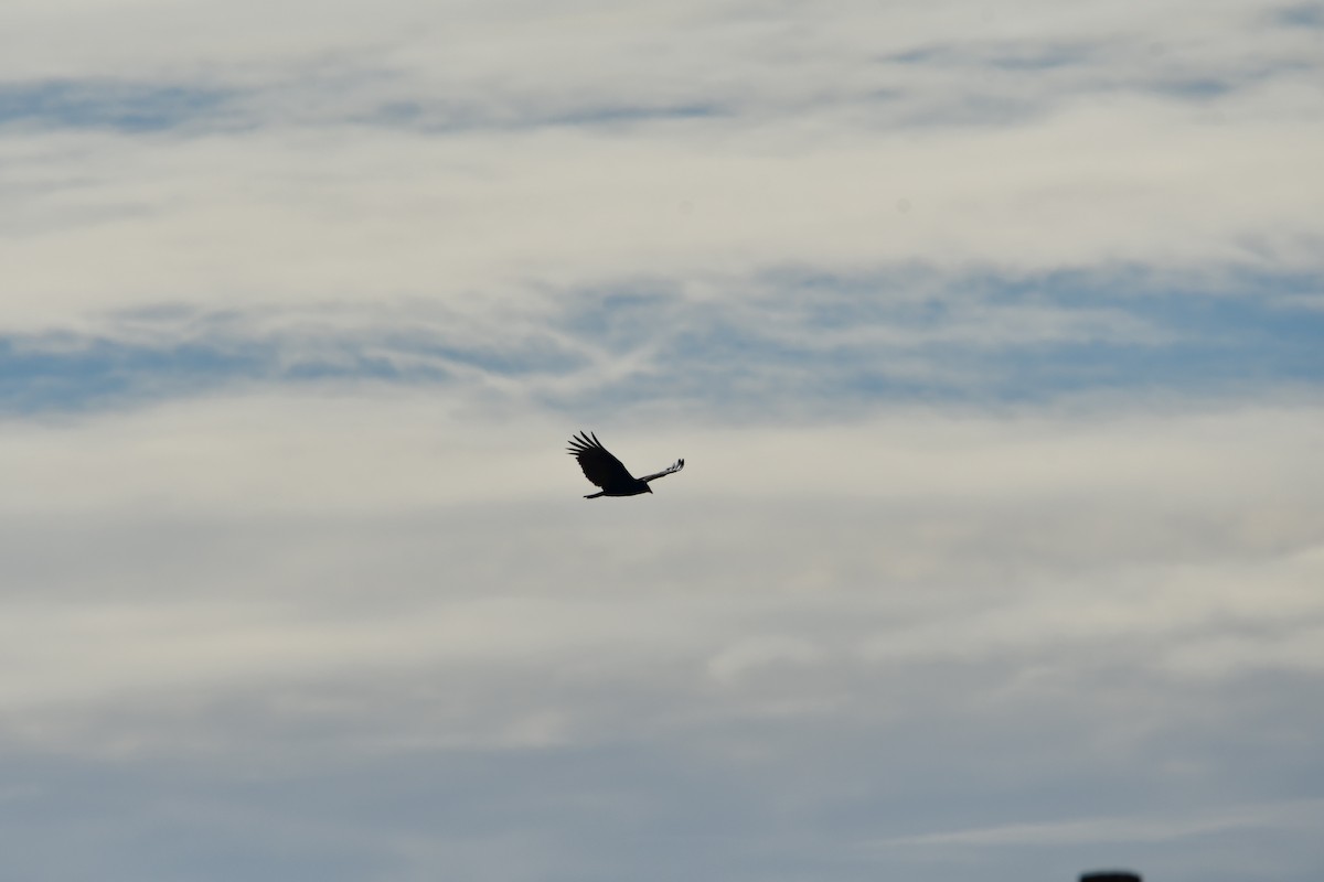 Red-tailed Hawk - Gloria Leal