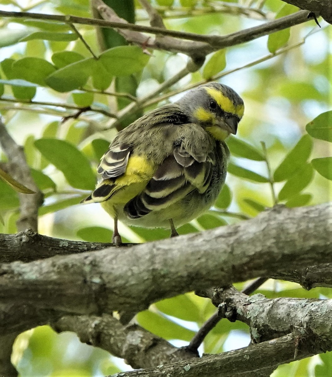 Yellow-fronted Canary - ML406751491