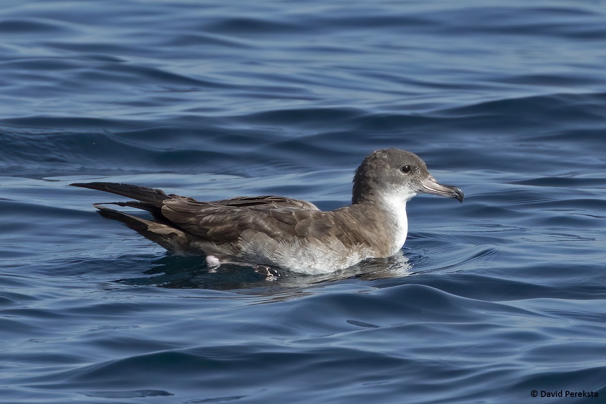 Pink-footed Shearwater - ML406754041