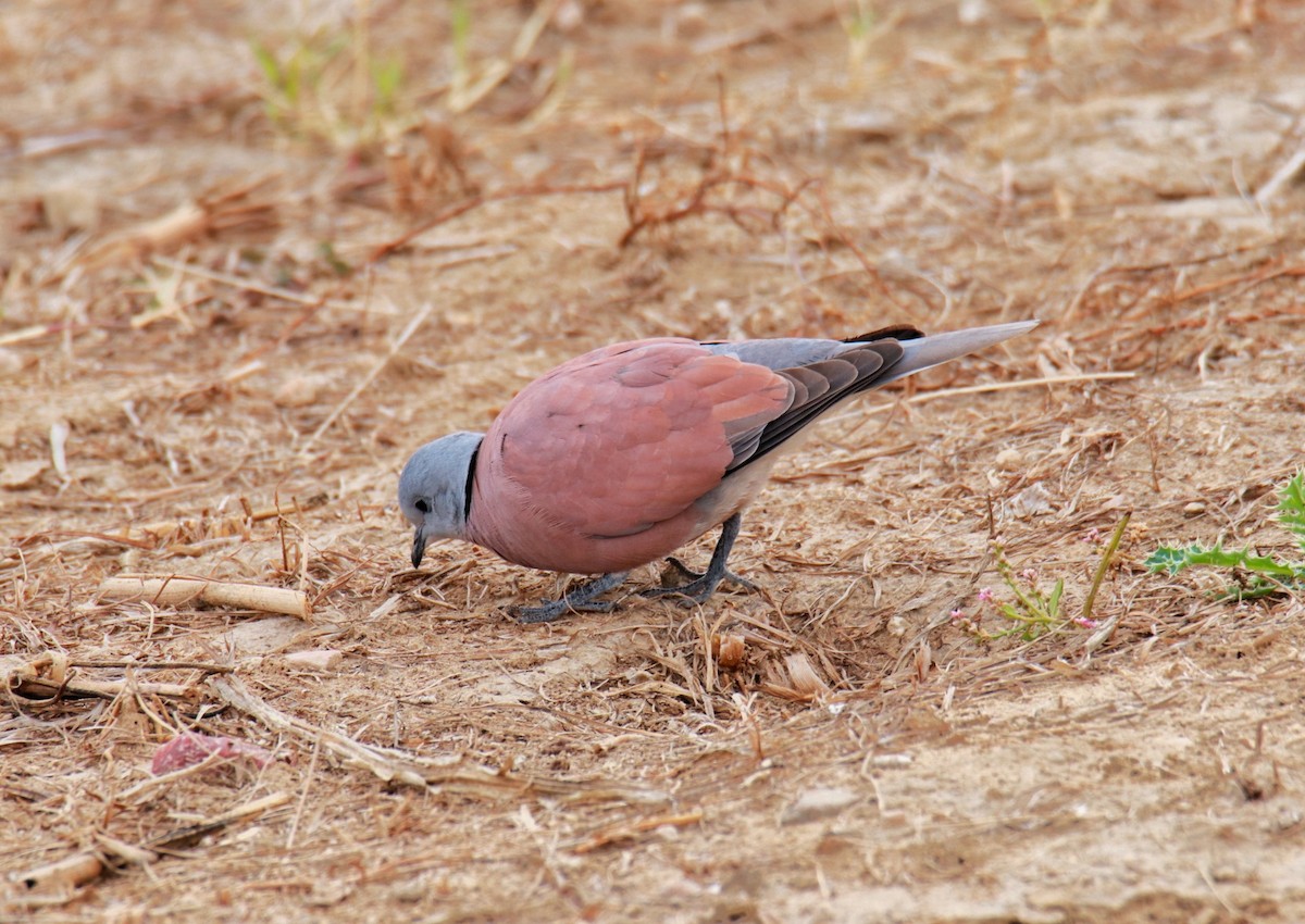 Red Collared-Dove - ML406763951