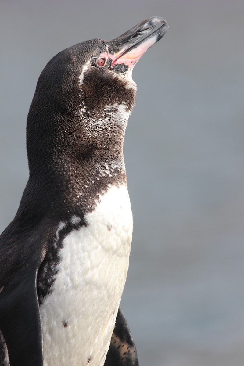Galapagos Penguin - Shawn Billerman