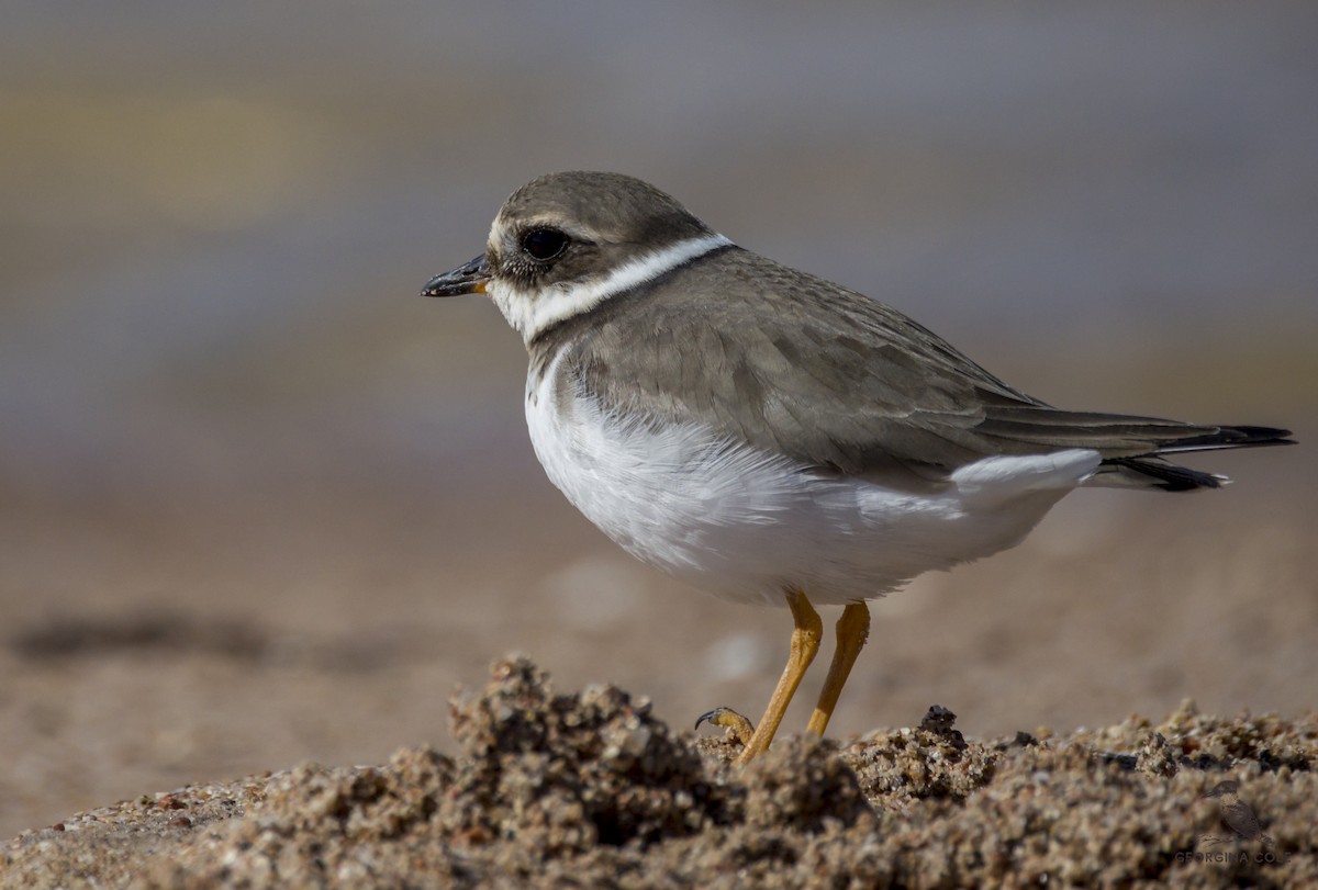 Common Ringed Plover - ML406770431