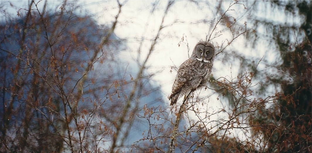 Great Gray Owl - Gus van Vliet