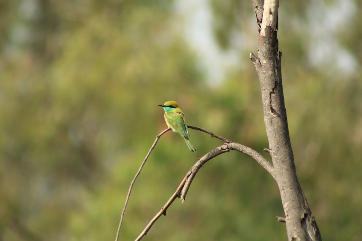 Asian Green Bee-eater - ML406778681