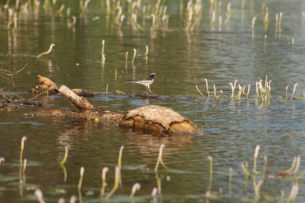 White-browed Wagtail - ML406778941