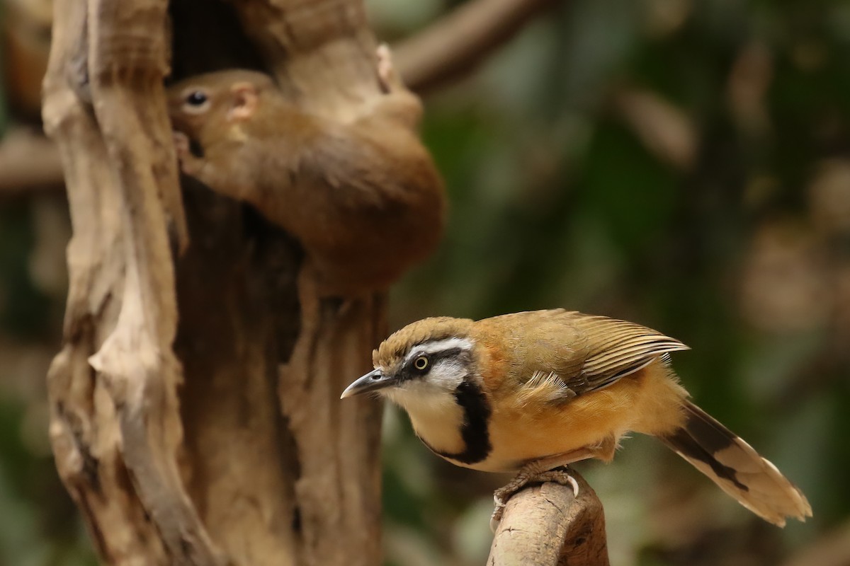 Lesser Necklaced Laughingthrush - ML406779221