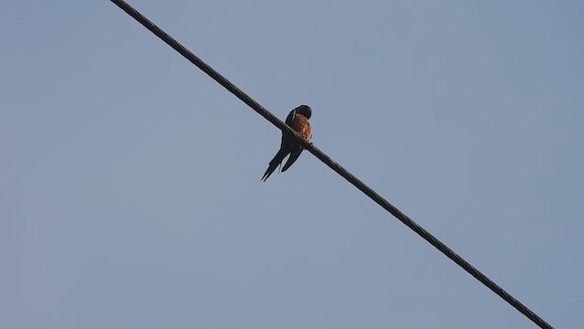 Sri Lanka Swallow - ML406784431