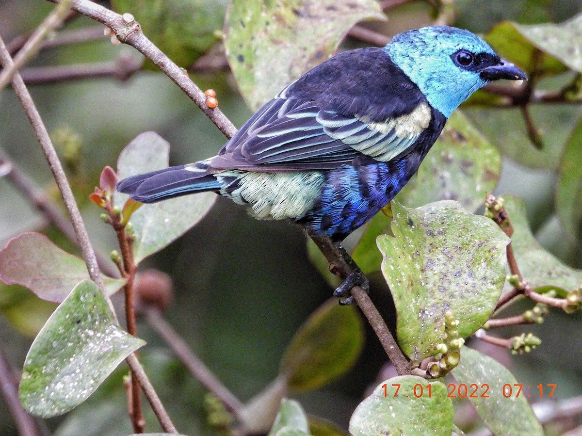 Blue-necked Tanager - ML406788401