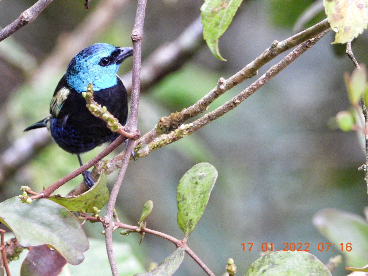 Blue-necked Tanager - ML406788611