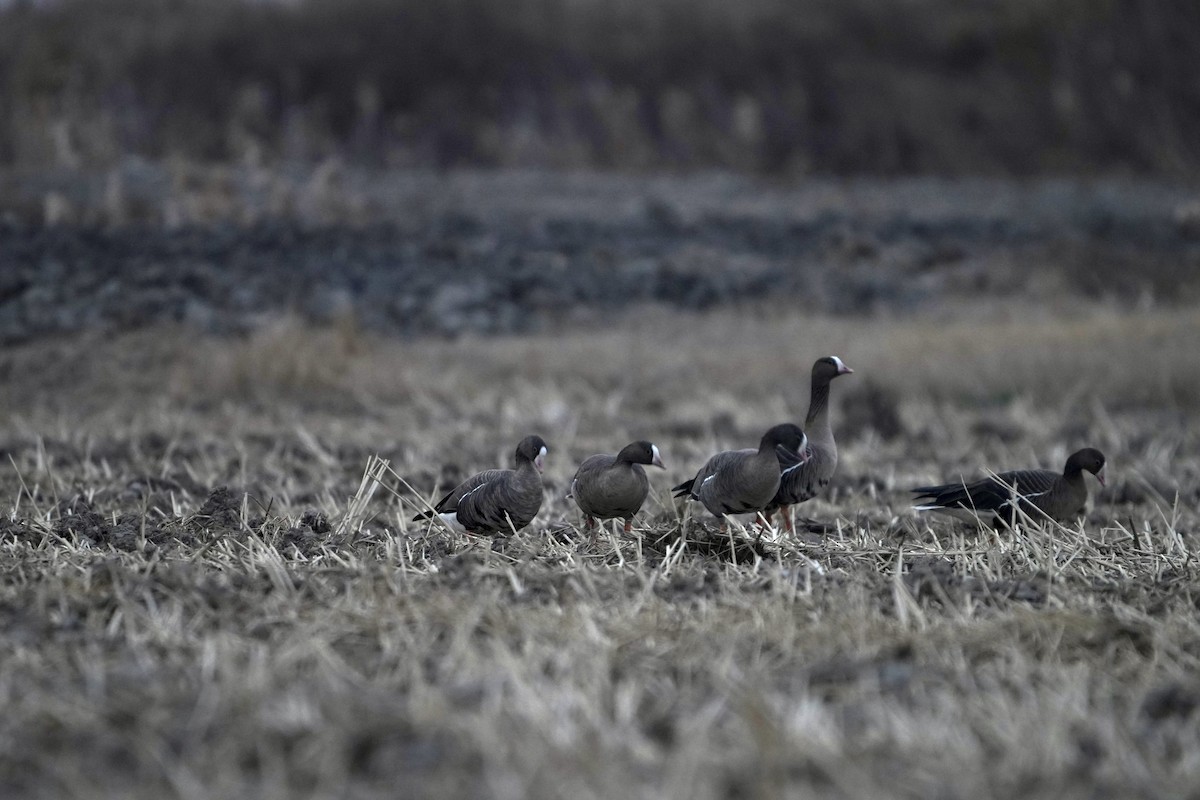 Lesser White-fronted Goose - Jiahua Xing