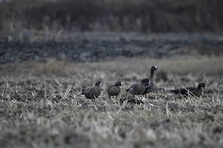 Lesser White-fronted Goose, ML406791511