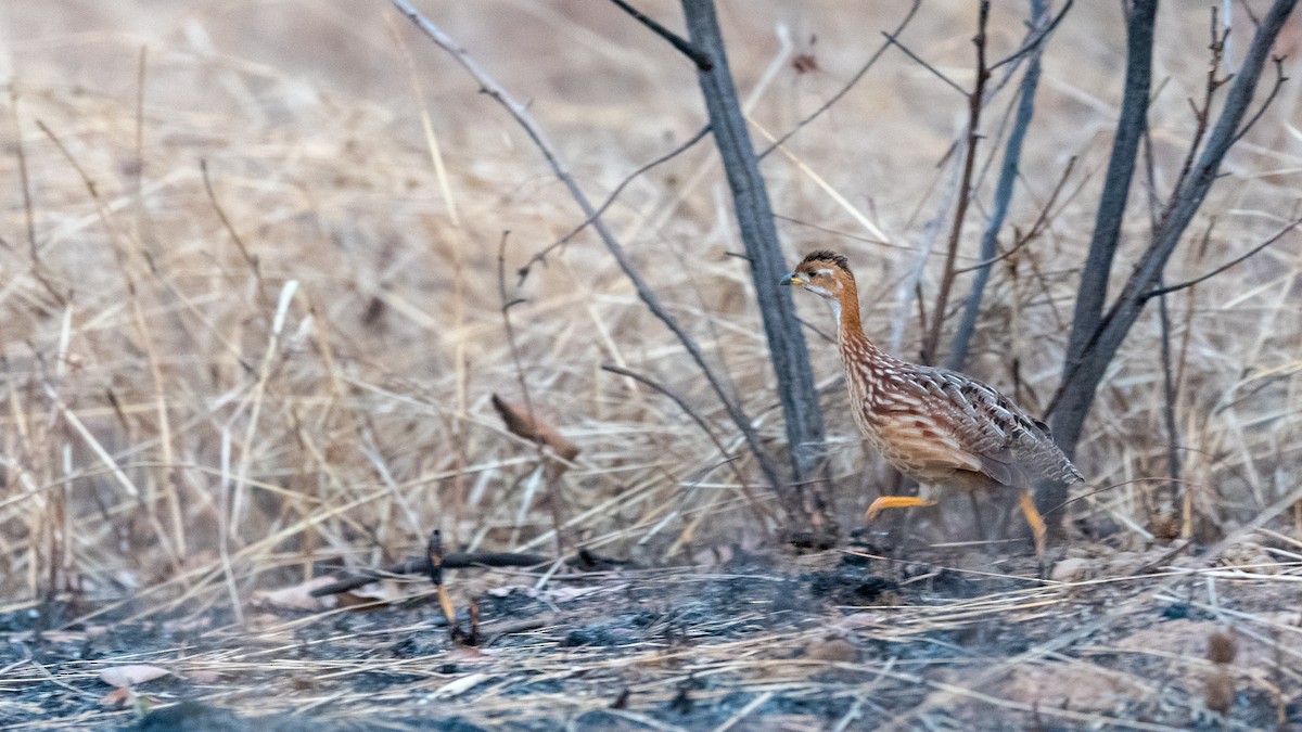 White-throated Francolin - ML406791801