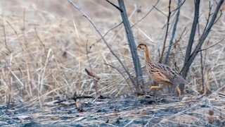White-throated Francolin, ML406791801