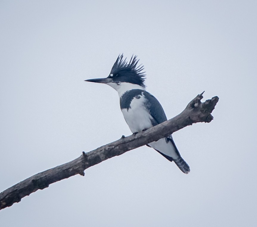 Belted Kingfisher - ML406792841