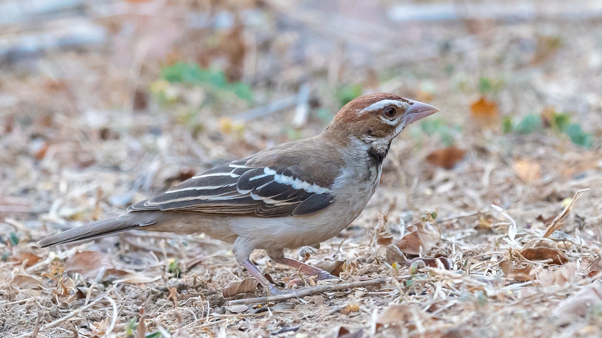 Chestnut-crowned Sparrow-Weaver - ML406792881