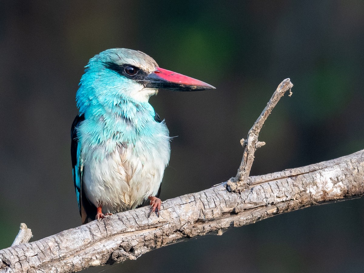 Blue-breasted Kingfisher - ML406793021