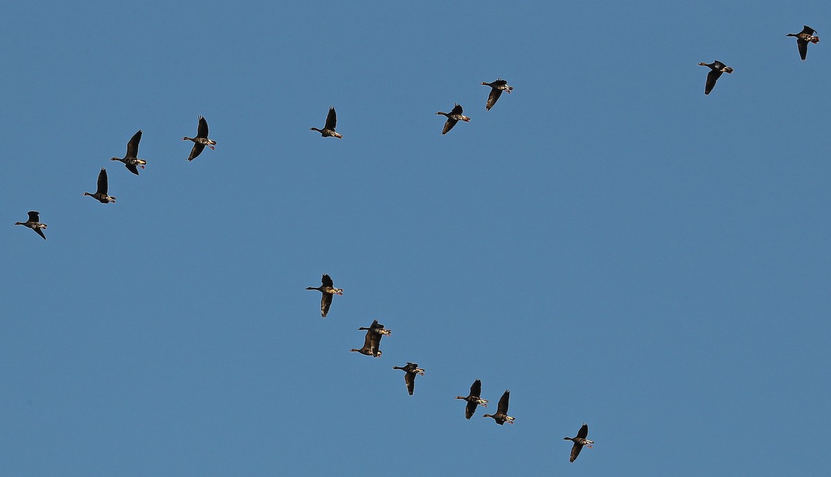 Greater White-fronted Goose - Charles Lyon