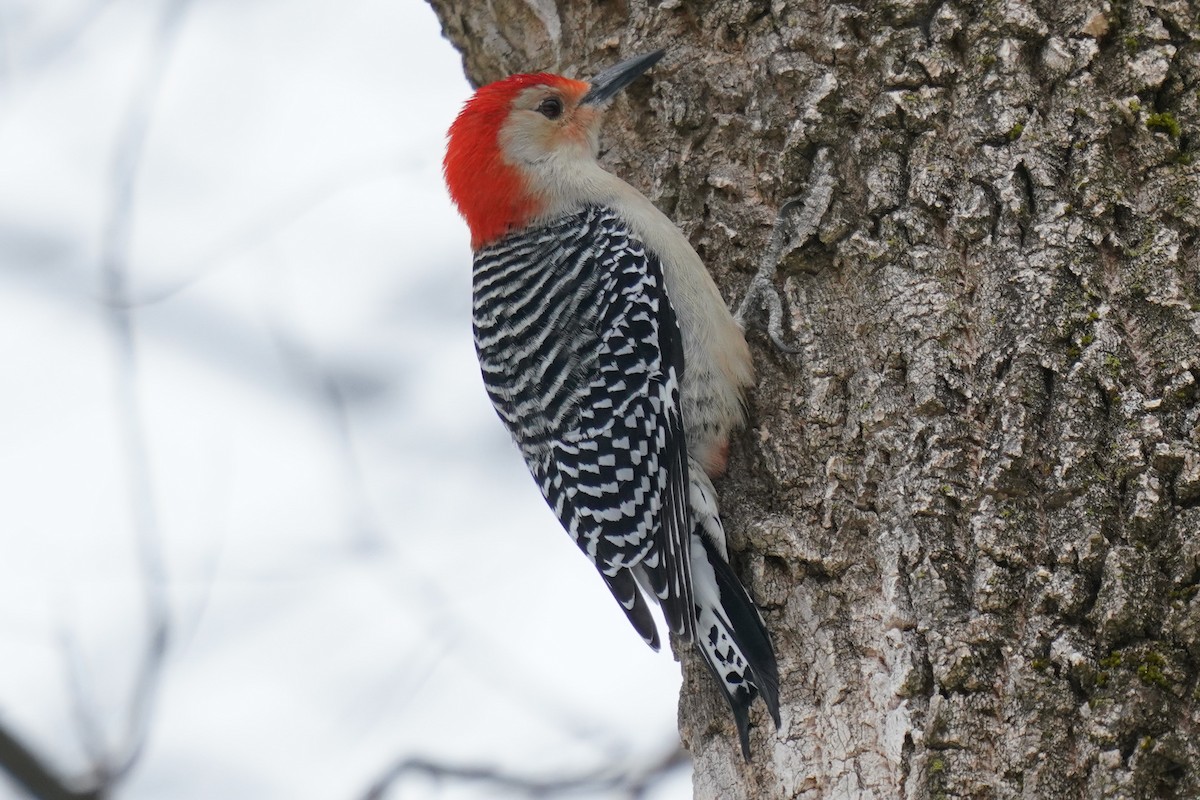 Red-bellied Woodpecker - ML406803951