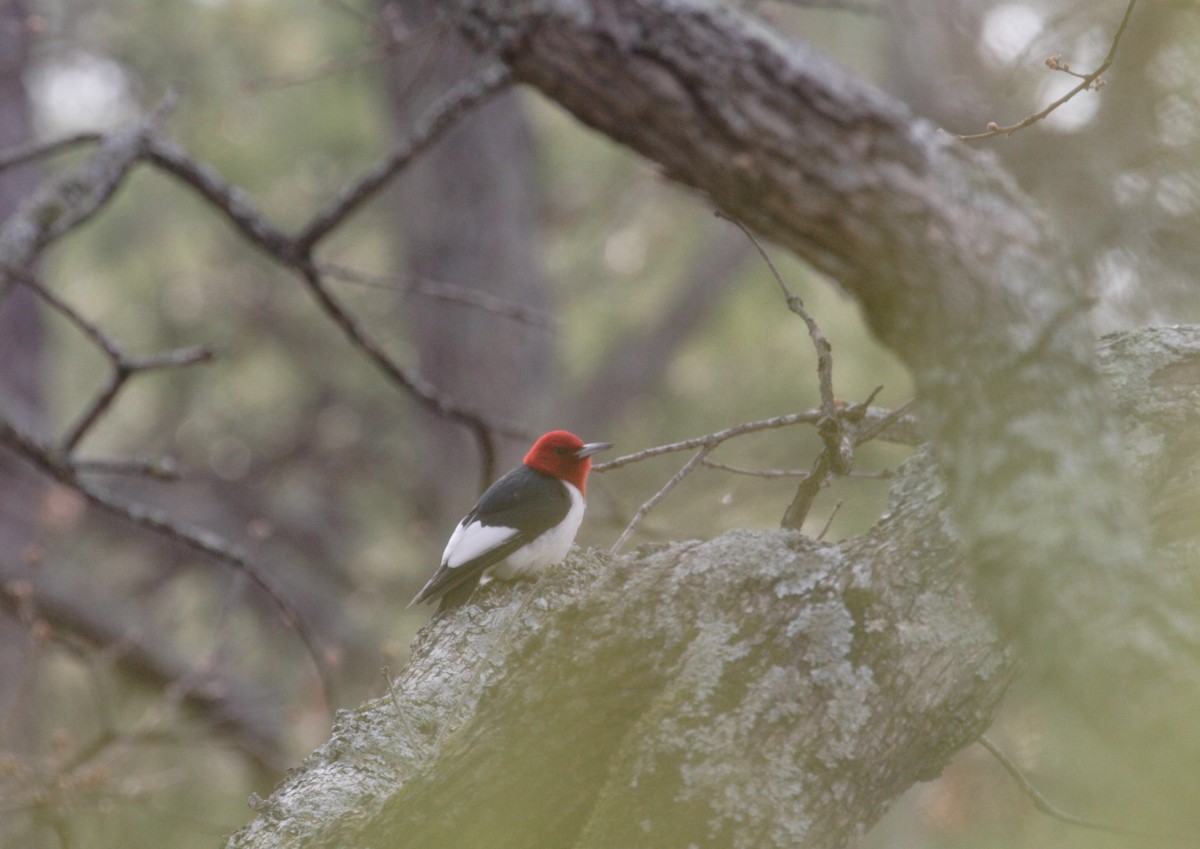 Red-headed Woodpecker - Craig Tumer