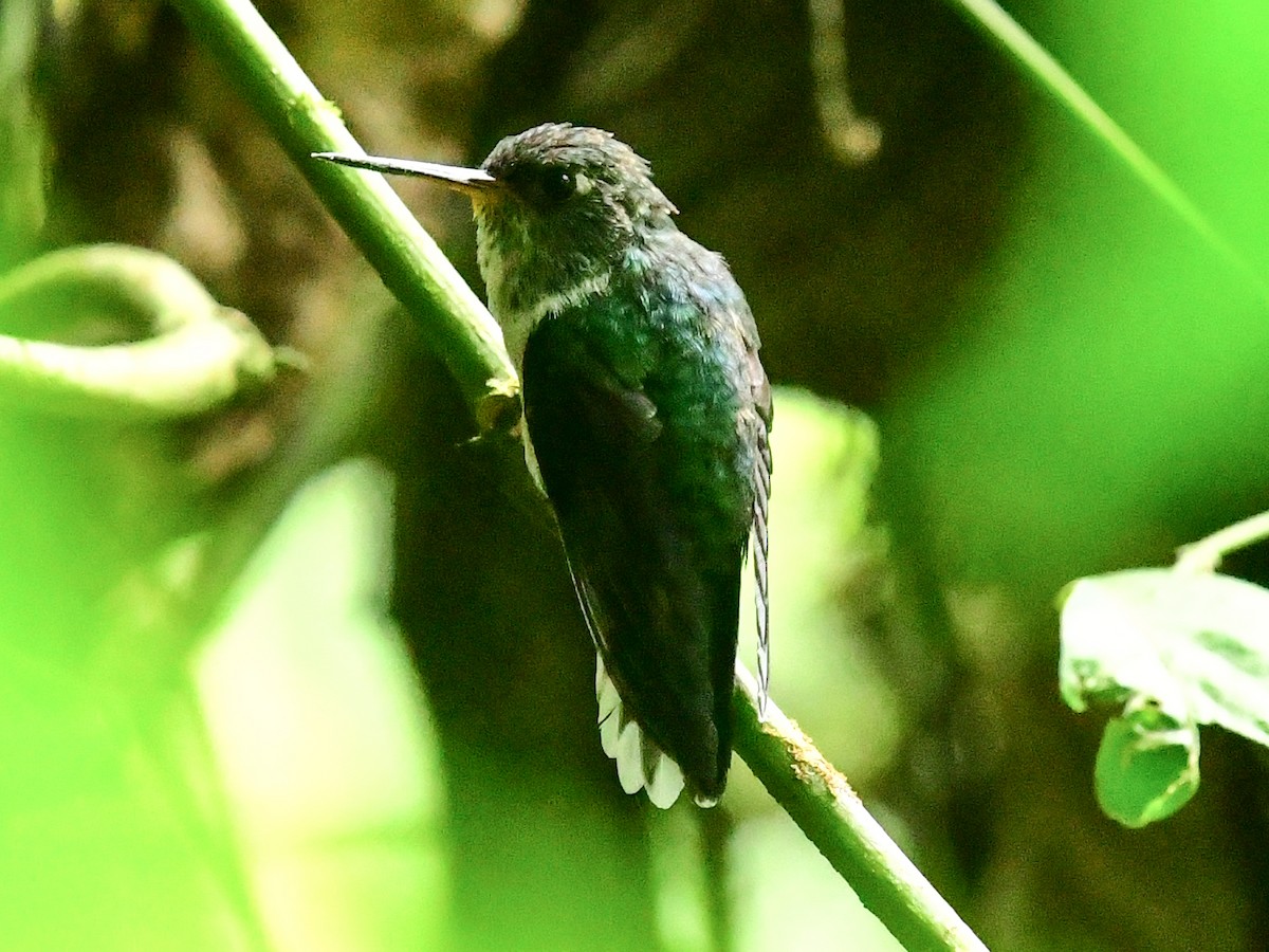 kolibřík ekvádorský - ML406813601