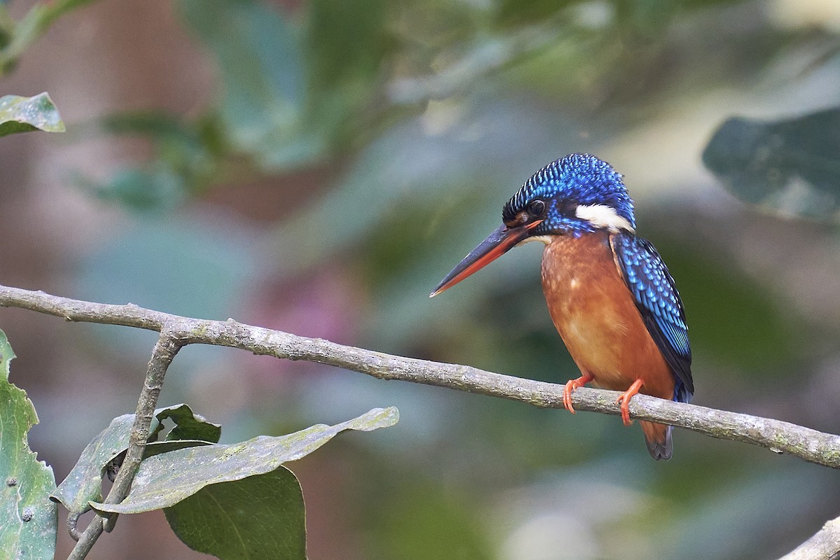 Blue-eared Kingfisher - ML406821711