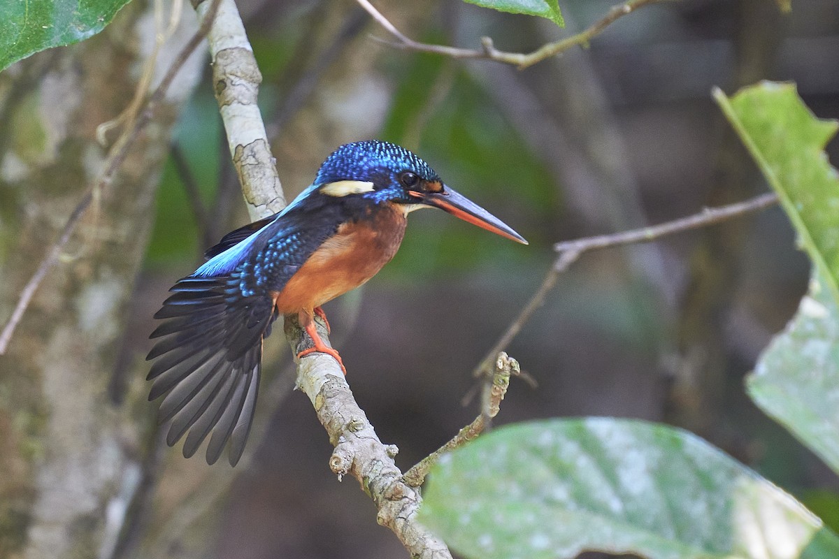 Blue-eared Kingfisher - ML406821731
