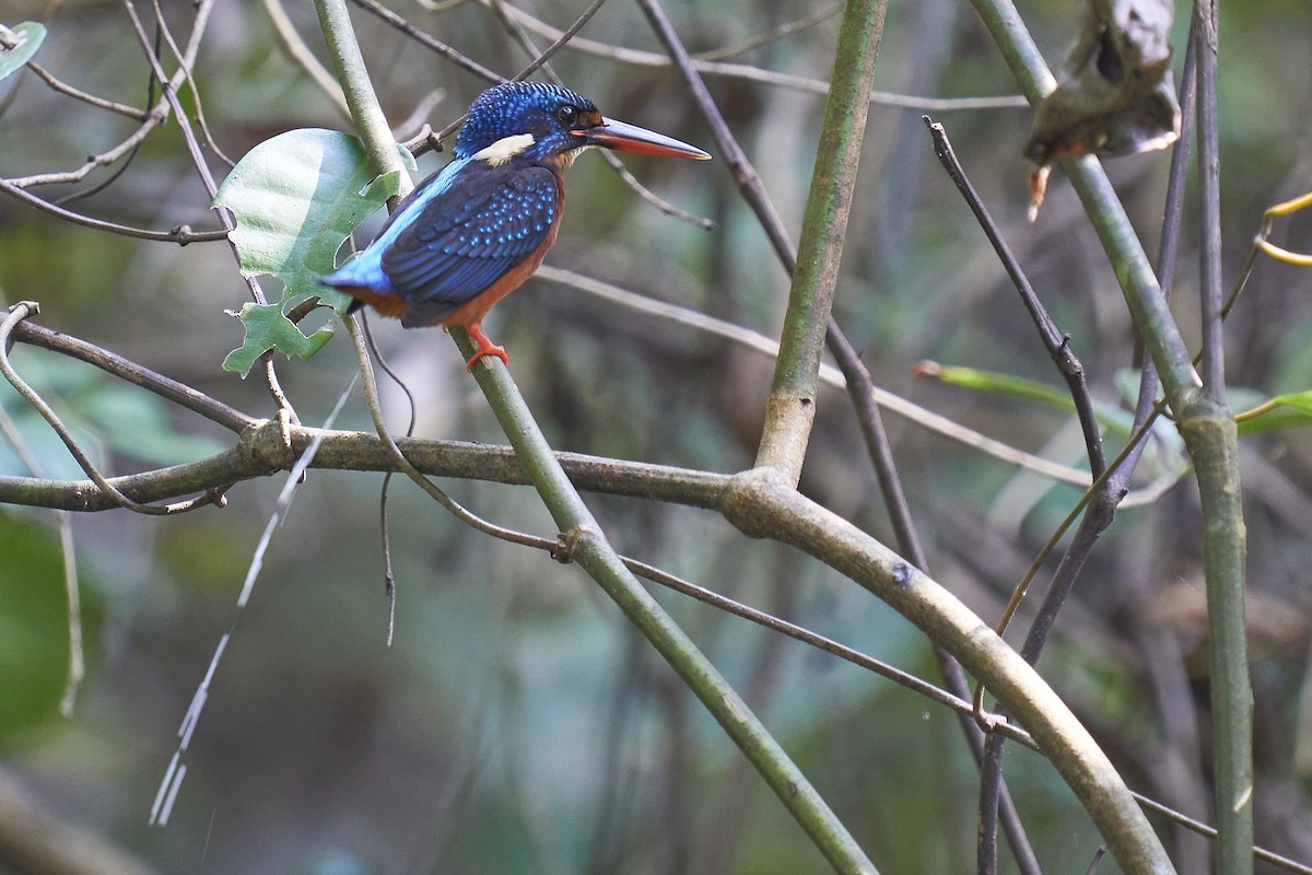 Blue-eared Kingfisher - Raghavendra  Pai