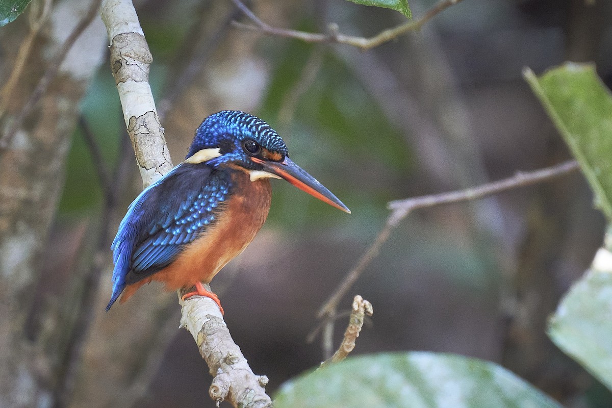 Blue-eared Kingfisher - ML406821801