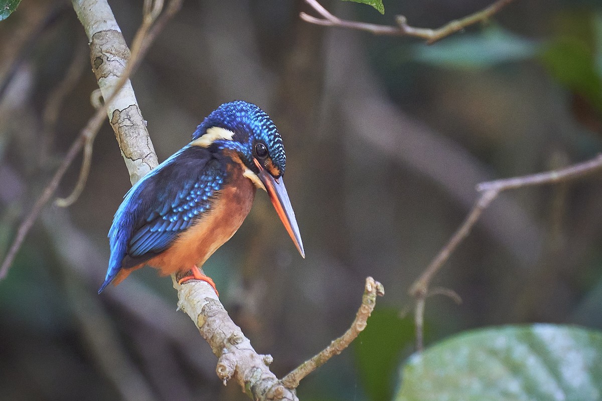Blue-eared Kingfisher - ML406821821