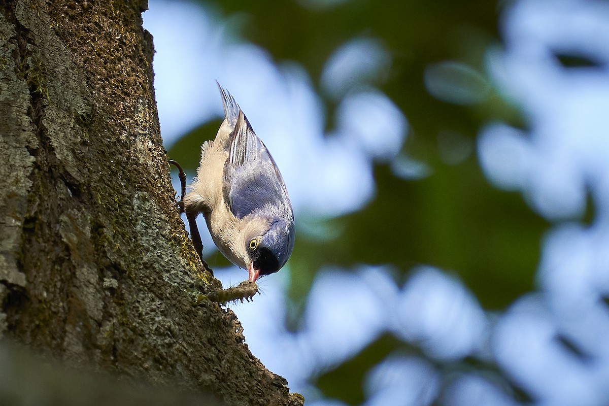 Velvet-fronted Nuthatch - ML406821911