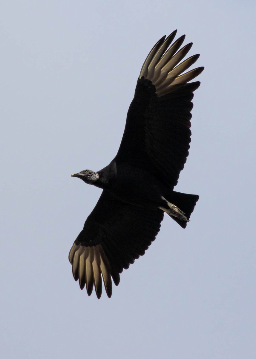 Black Vulture - ML406825631