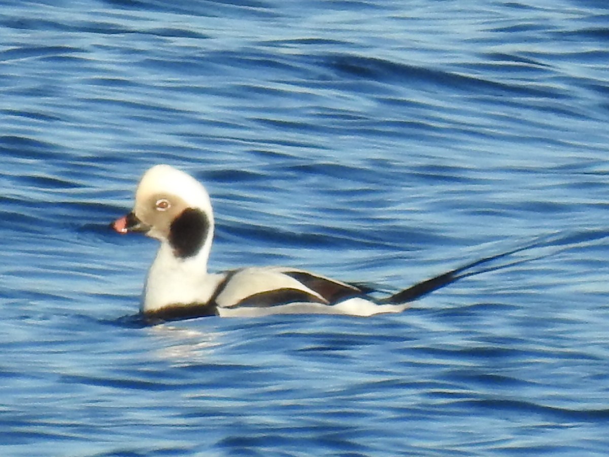 Long-tailed Duck - ML406829751