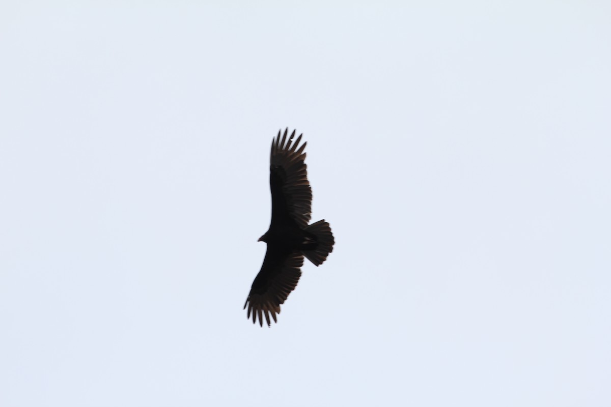 Turkey Vulture - Ronald Goddard