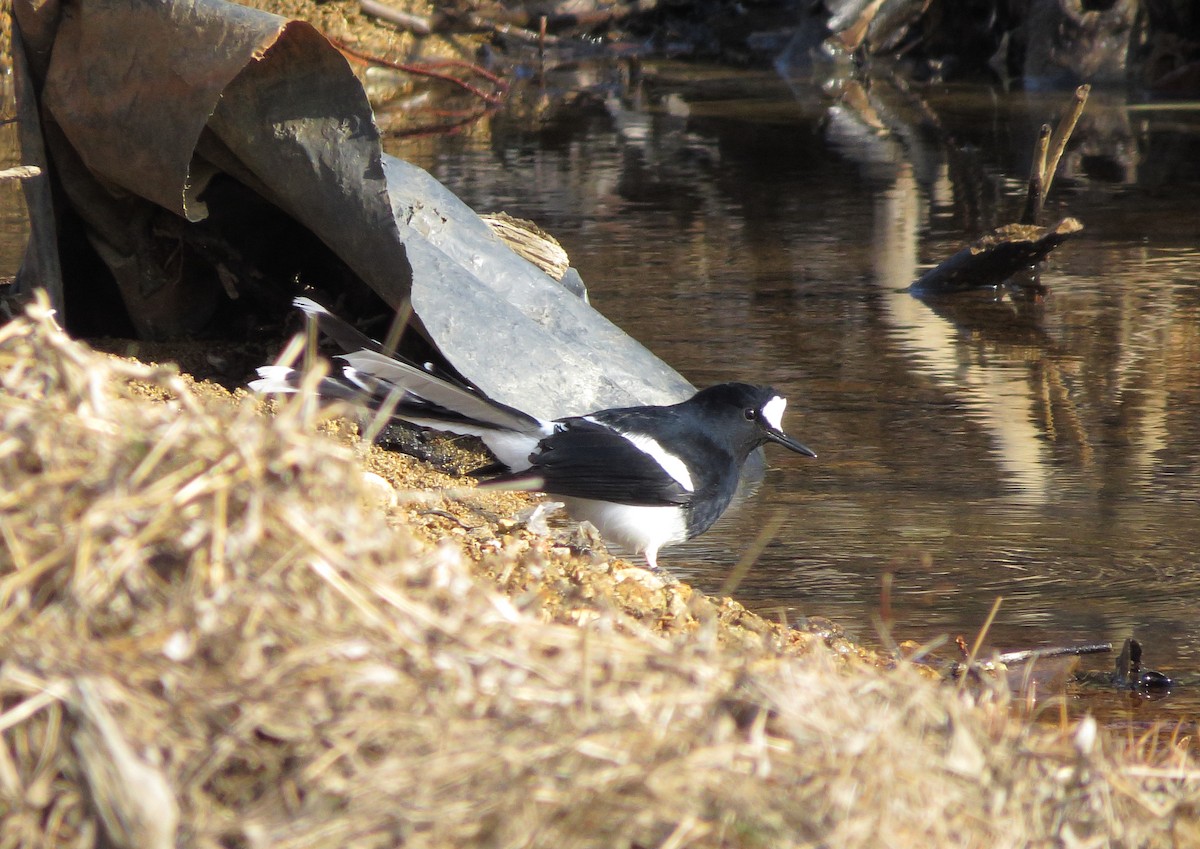 White-crowned Forktail - ML40683701