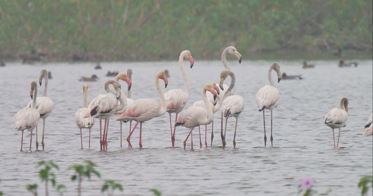 Greater Flamingo - Gopalakrishna R