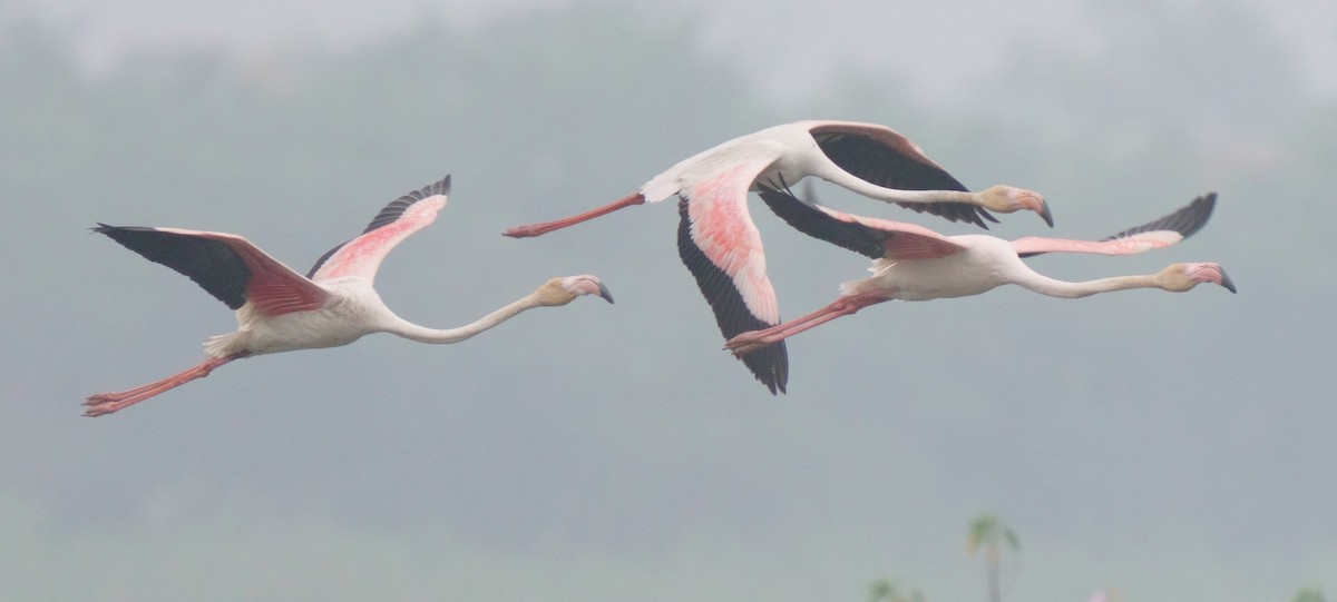 Greater Flamingo - Gopalakrishna R