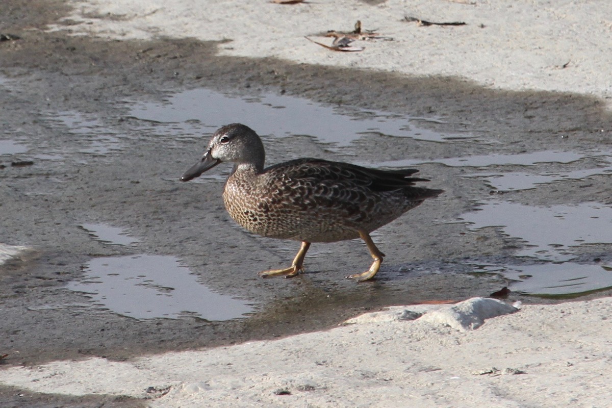 Blue-winged Teal - ML40683861