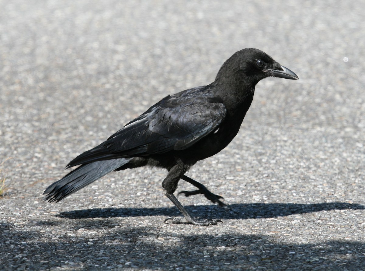 American Crow - ML40684191