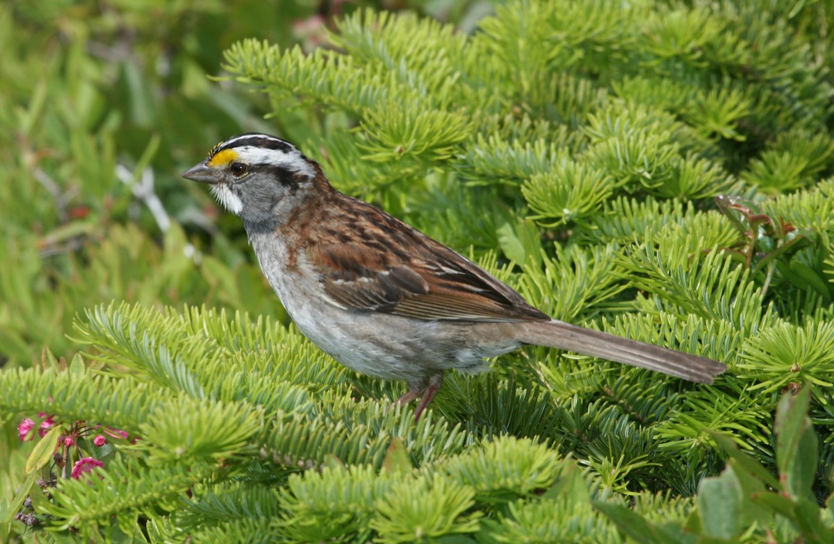 White-throated Sparrow - Laurens Halsey