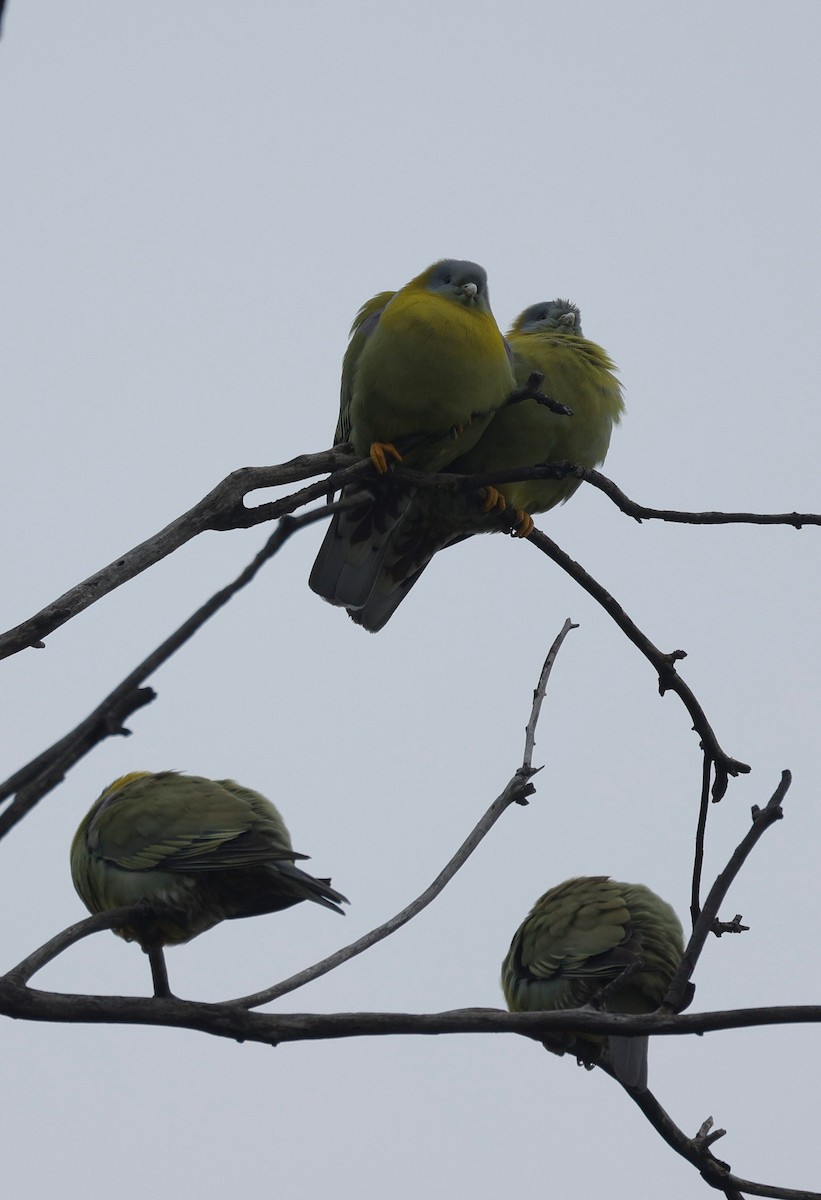 Yellow-footed Green-Pigeon - Phani krishna Ravi