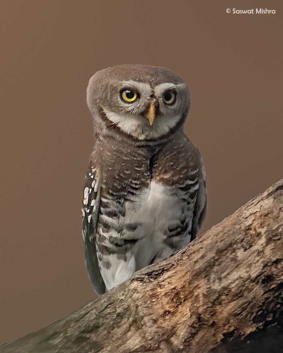 Forest Owlet - Saswat Mishra
