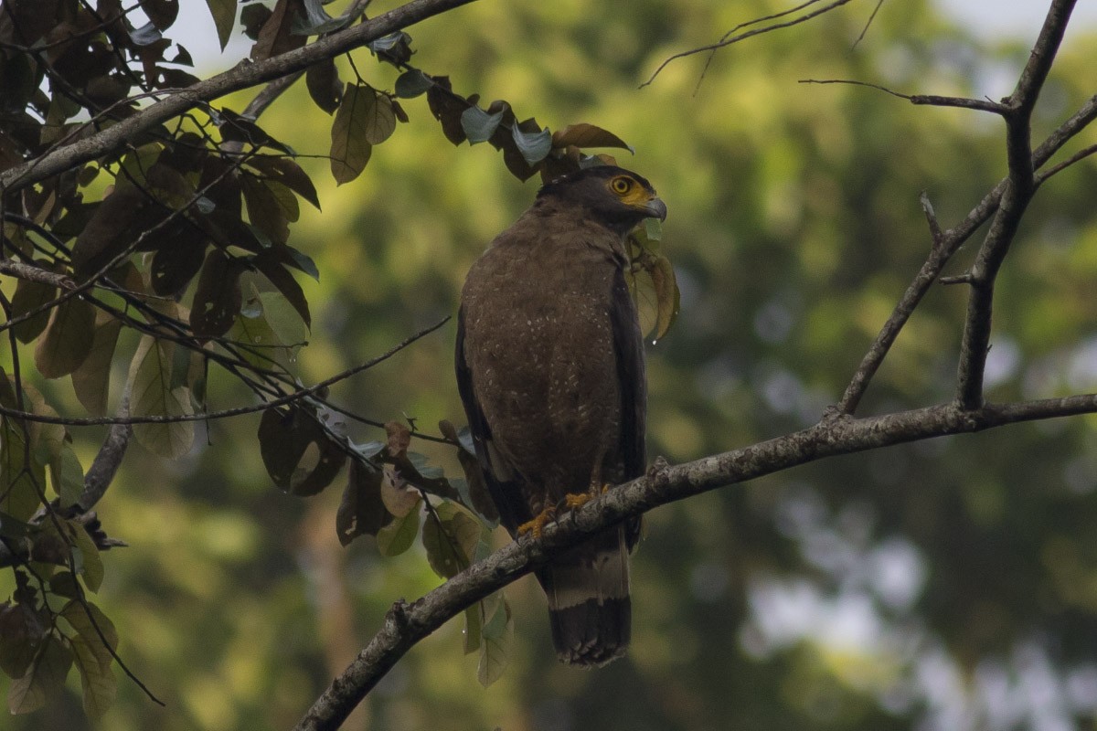 Crested Serpent-Eagle - ML40684781