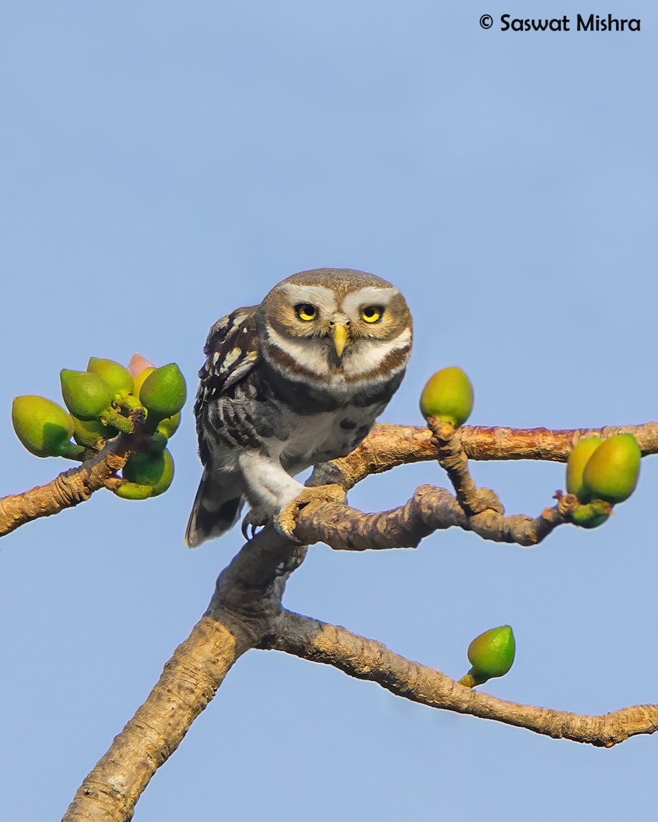 Forest Owlet - Saswat Mishra