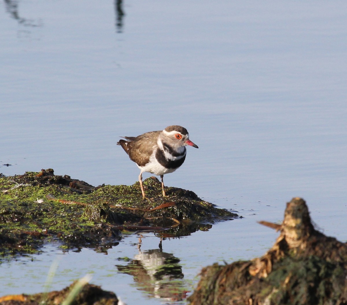 Three-banded Plover - ML40685651