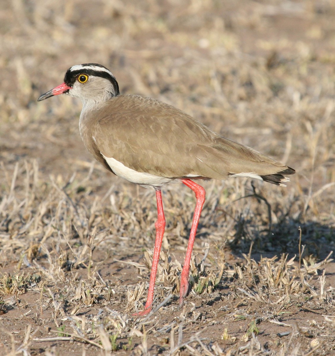 Crowned Lapwing - Niel Bruce