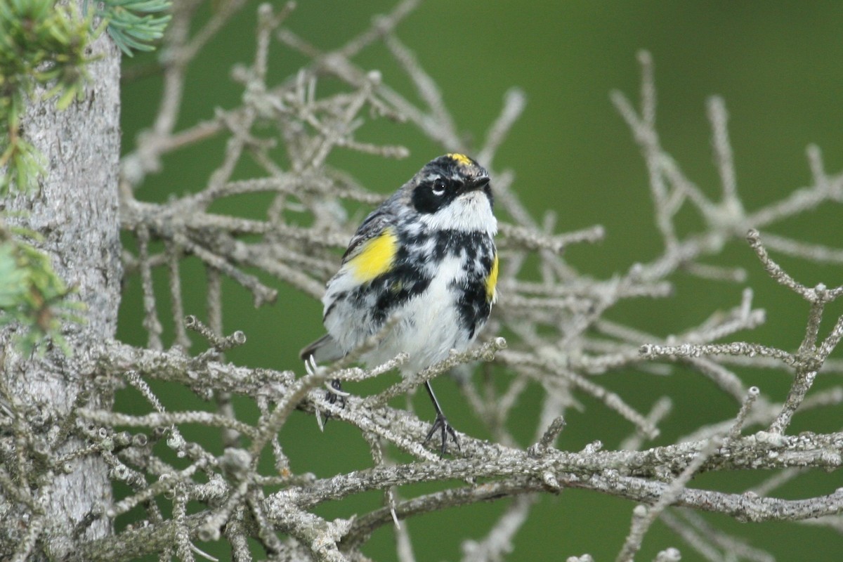 Yellow-rumped Warbler (Myrtle) - Laurens Halsey