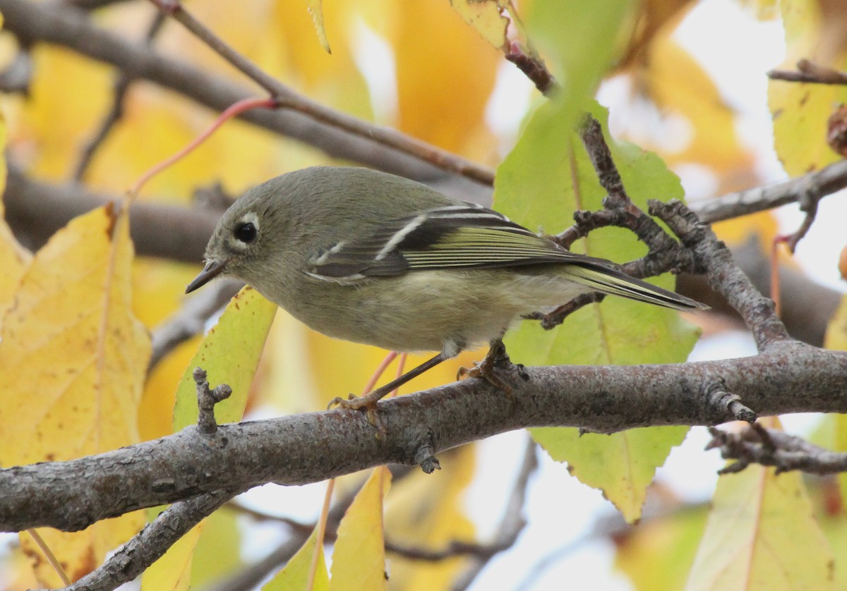 Ruby-crowned Kinglet - Chuck Gates