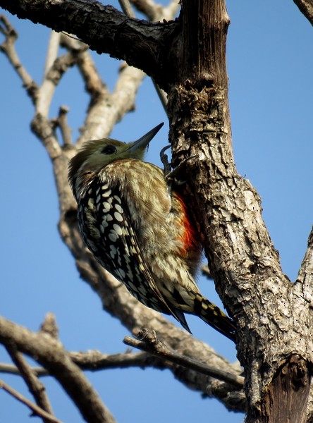 Yellow-crowned Woodpecker - Rohan Chakravarty