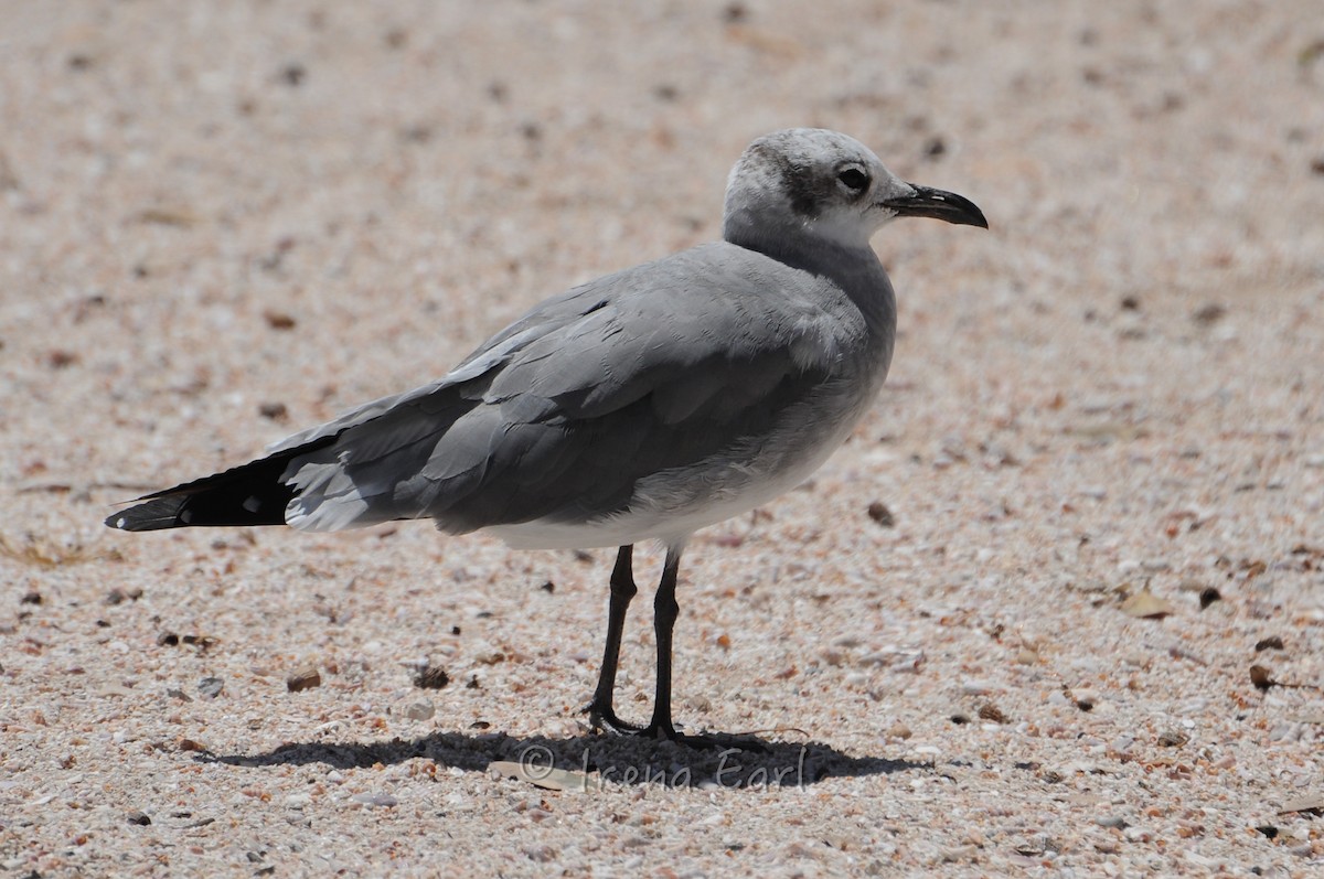 Laughing Gull - Hedley & Irena Earl